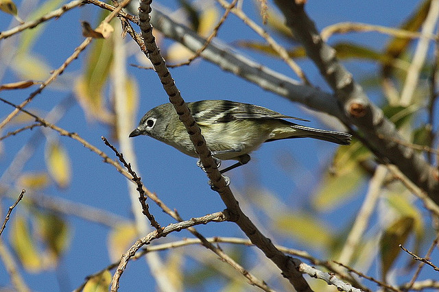 Photo (8): Cassin's Vireo