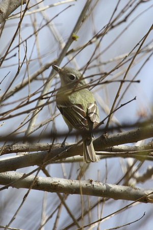 Photo (12): Cassin's Vireo
