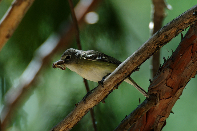 Photo (19): Cassin's Vireo