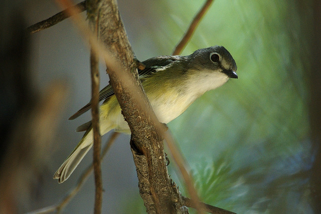 Photo (18): Cassin's Vireo