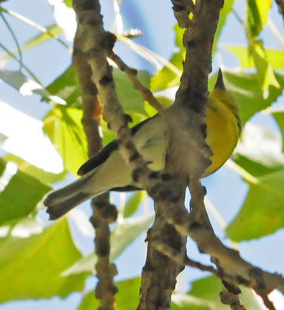 Photo (17): Yellow-throated Vireo