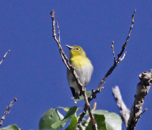 Photo (20): Yellow-throated Vireo