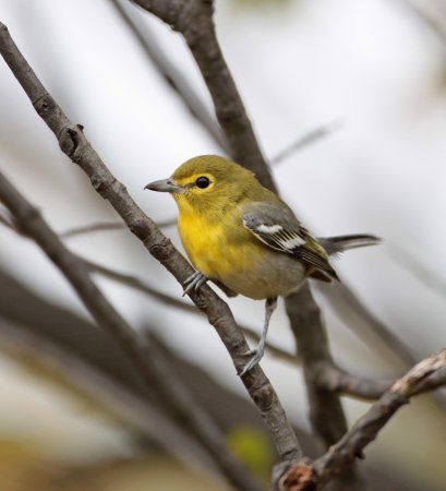 Photo (1): Yellow-throated Vireo
