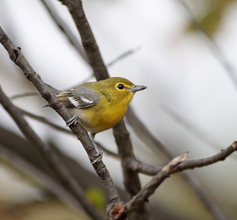 Photo (3): Yellow-throated Vireo