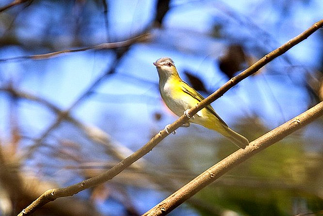 Photo (2): Yellow-green Vireo