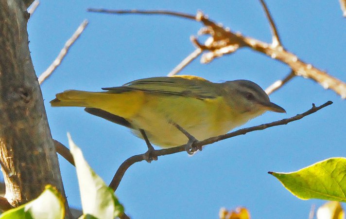 Photo (5): Yellow-green Vireo