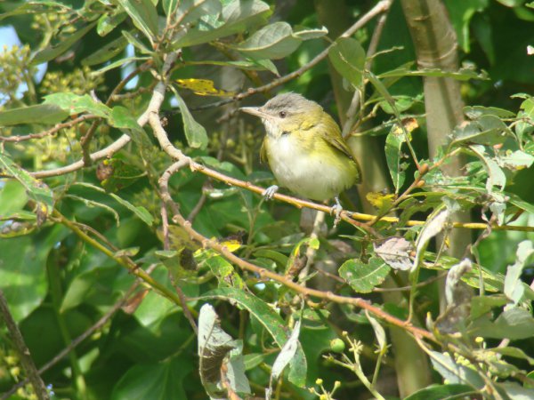 Photo (4): Yellow-green Vireo
