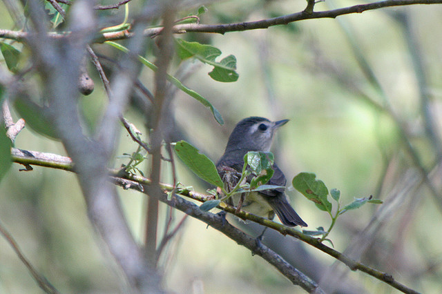 Photo (13): Warbling Vireo