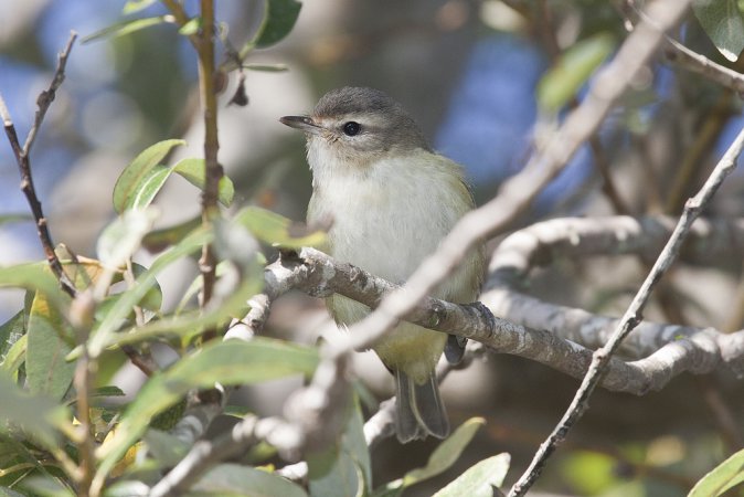 Photo (6): Warbling Vireo