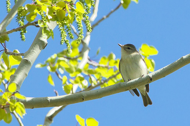 Photo (18): Warbling Vireo