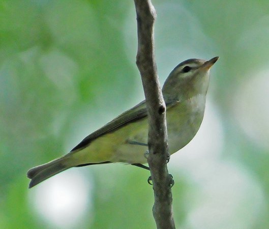 Photo (7): Warbling Vireo