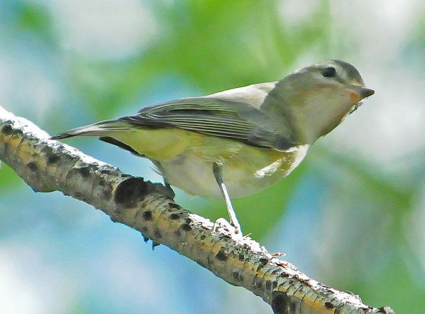 Photo (23): Warbling Vireo