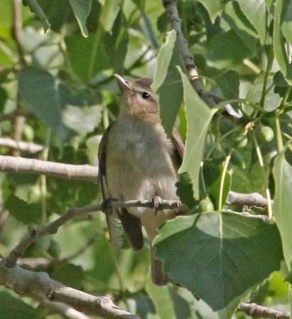 Photo (21): Warbling Vireo