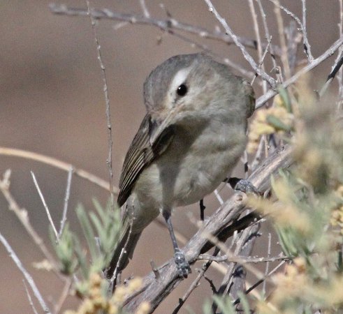 Photo (19): Warbling Vireo