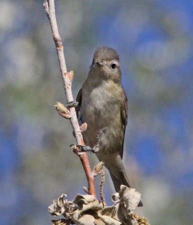 Photo (16): Warbling Vireo