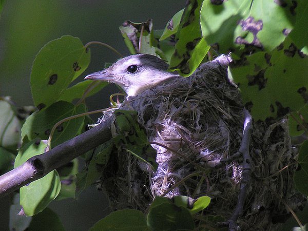 Photo (27): Warbling Vireo