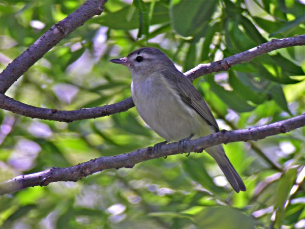 Photo (20): Warbling Vireo