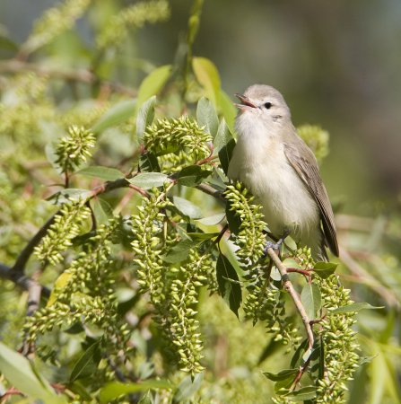 Photo (11): Warbling Vireo