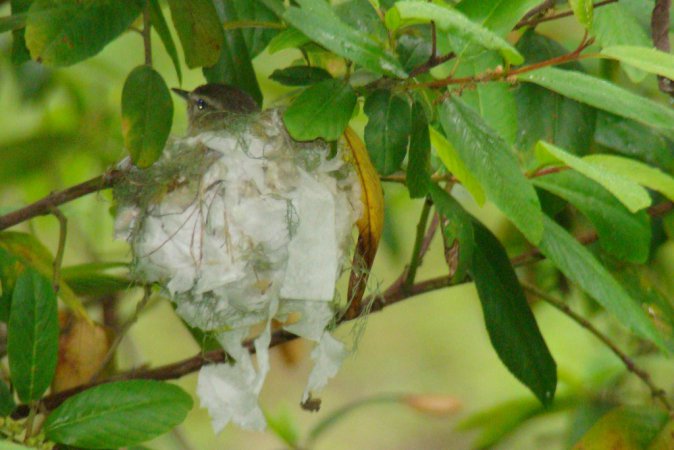 Photo (25): Warbling Vireo