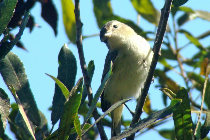 Photo (22): Warbling Vireo