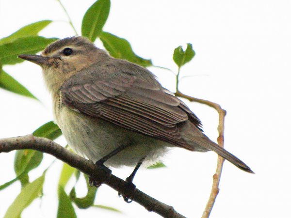 Photo (24): Warbling Vireo