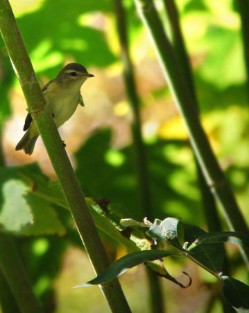 Photo (15): Warbling Vireo