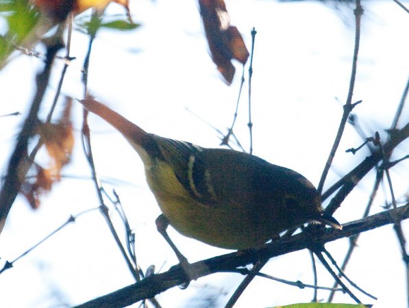 Photo (9): White-eyed Vireo
