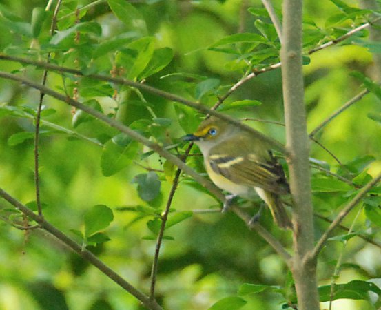Photo (18): White-eyed Vireo
