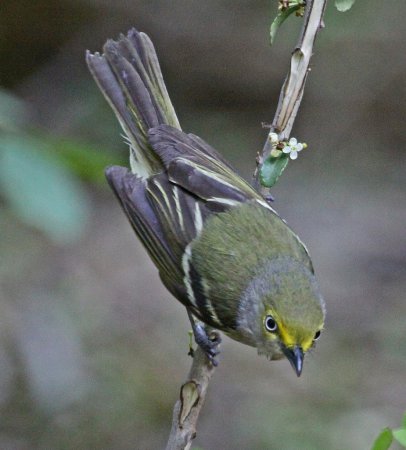 Photo (21): White-eyed Vireo