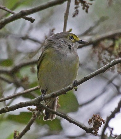 Photo (15): White-eyed Vireo