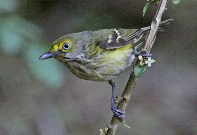 Photo (10): White-eyed Vireo