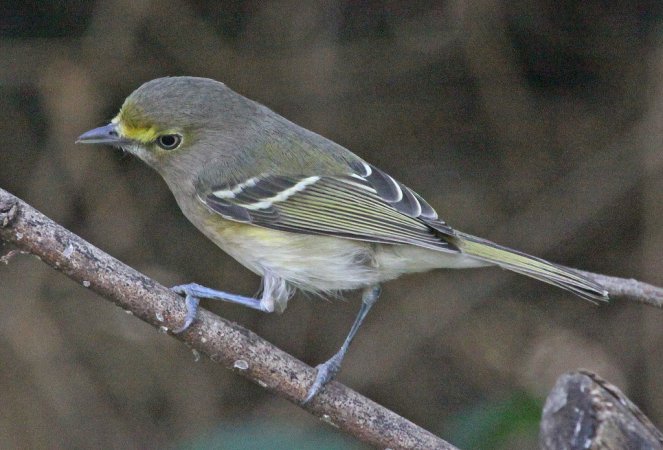 Photo (13): White-eyed Vireo