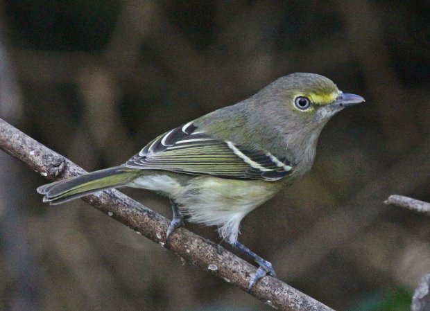 Photo (22): White-eyed Vireo