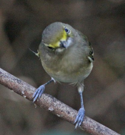 Photo (14): White-eyed Vireo