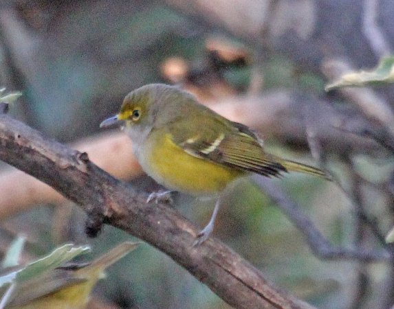 Photo (23): White-eyed Vireo