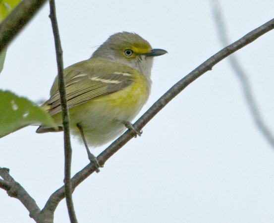 Photo (16): White-eyed Vireo