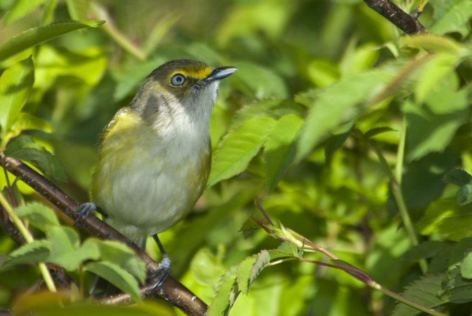 Photo (20): White-eyed Vireo