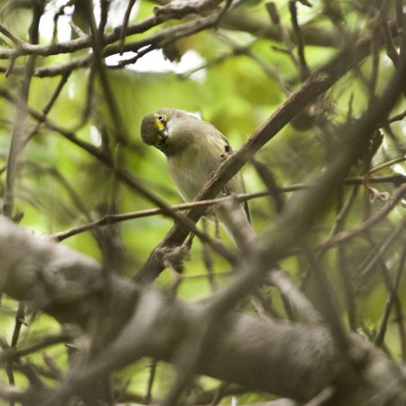 Photo (17): White-eyed Vireo