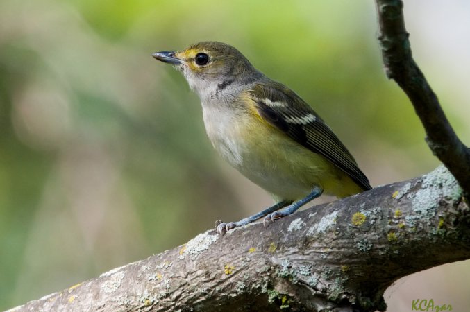 Photo (11): White-eyed Vireo