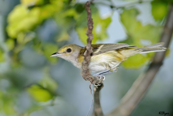 Photo (24): White-eyed Vireo