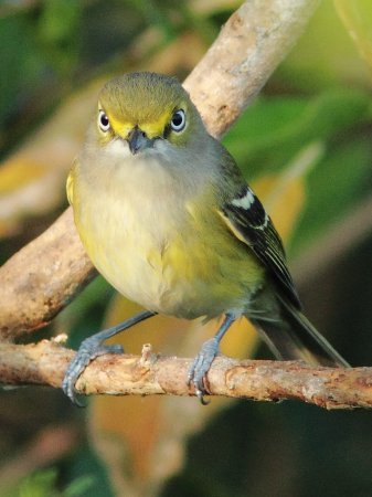 Photo (19): White-eyed Vireo
