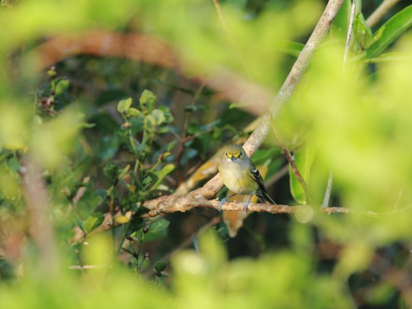 Photo (12): White-eyed Vireo
