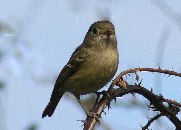 Photo (13): Hutton's Vireo
