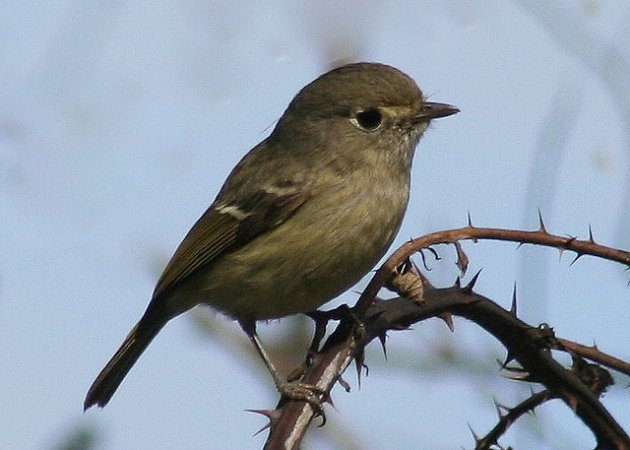 Photo (22): Hutton's Vireo