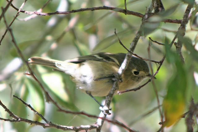 Photo (23): Hutton's Vireo