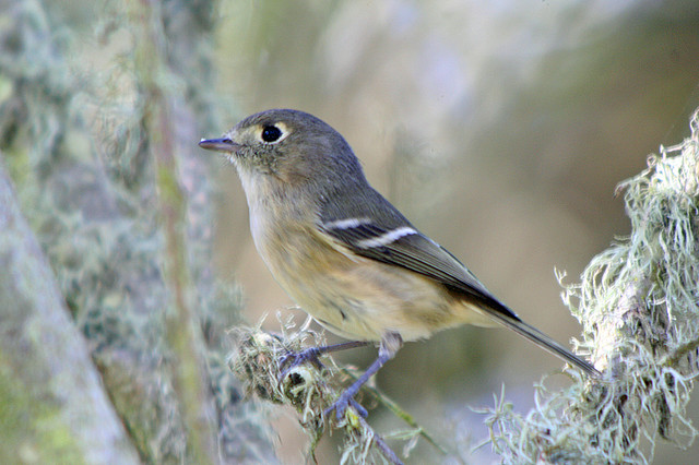 Photo (15): Hutton's Vireo