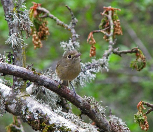 Photo (19): Hutton's Vireo
