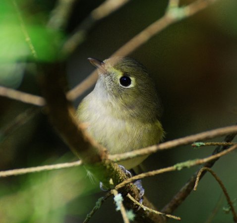Photo (14): Hutton's Vireo