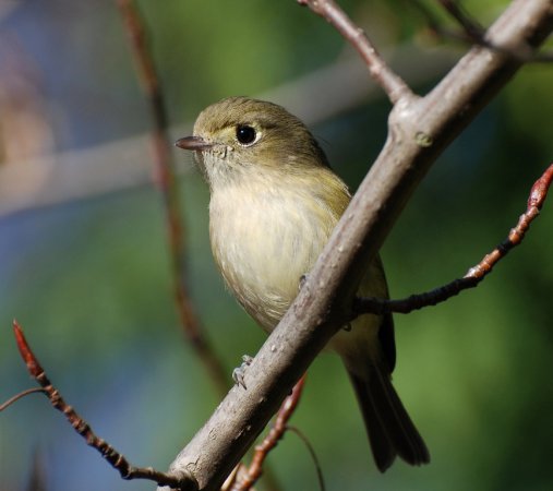 Photo (16): Hutton's Vireo