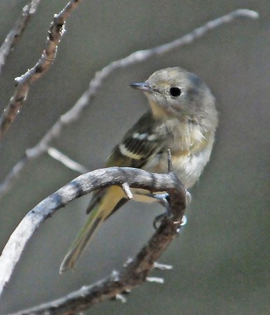 Photo (21): Hutton's Vireo